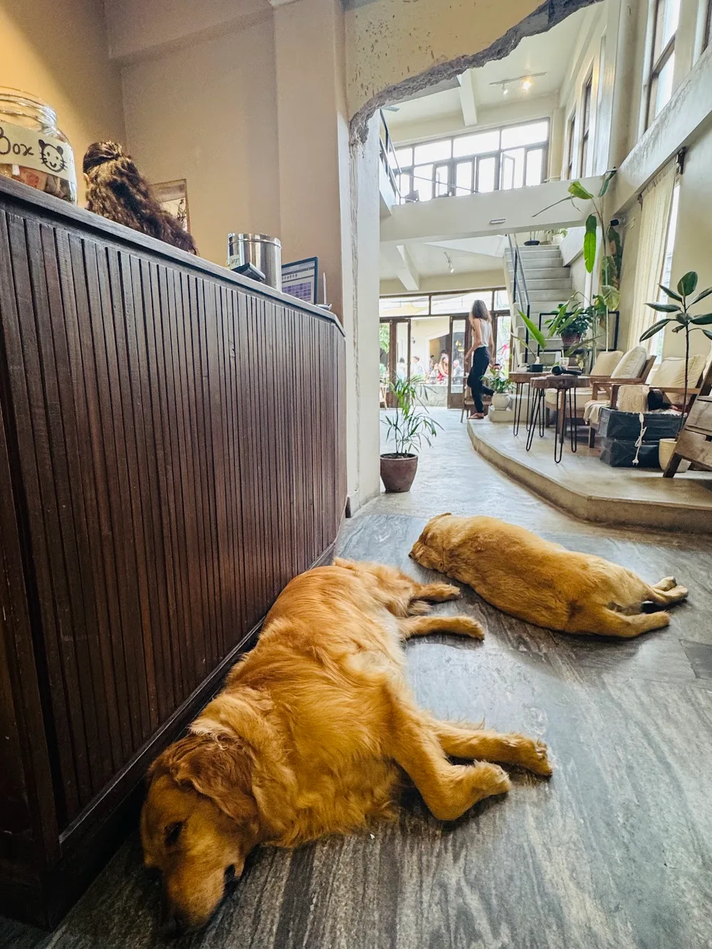Two golden retrievers napping near the entrance of Cafe Camellia